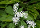 False Bugbane - trautvetteria caroliniensis